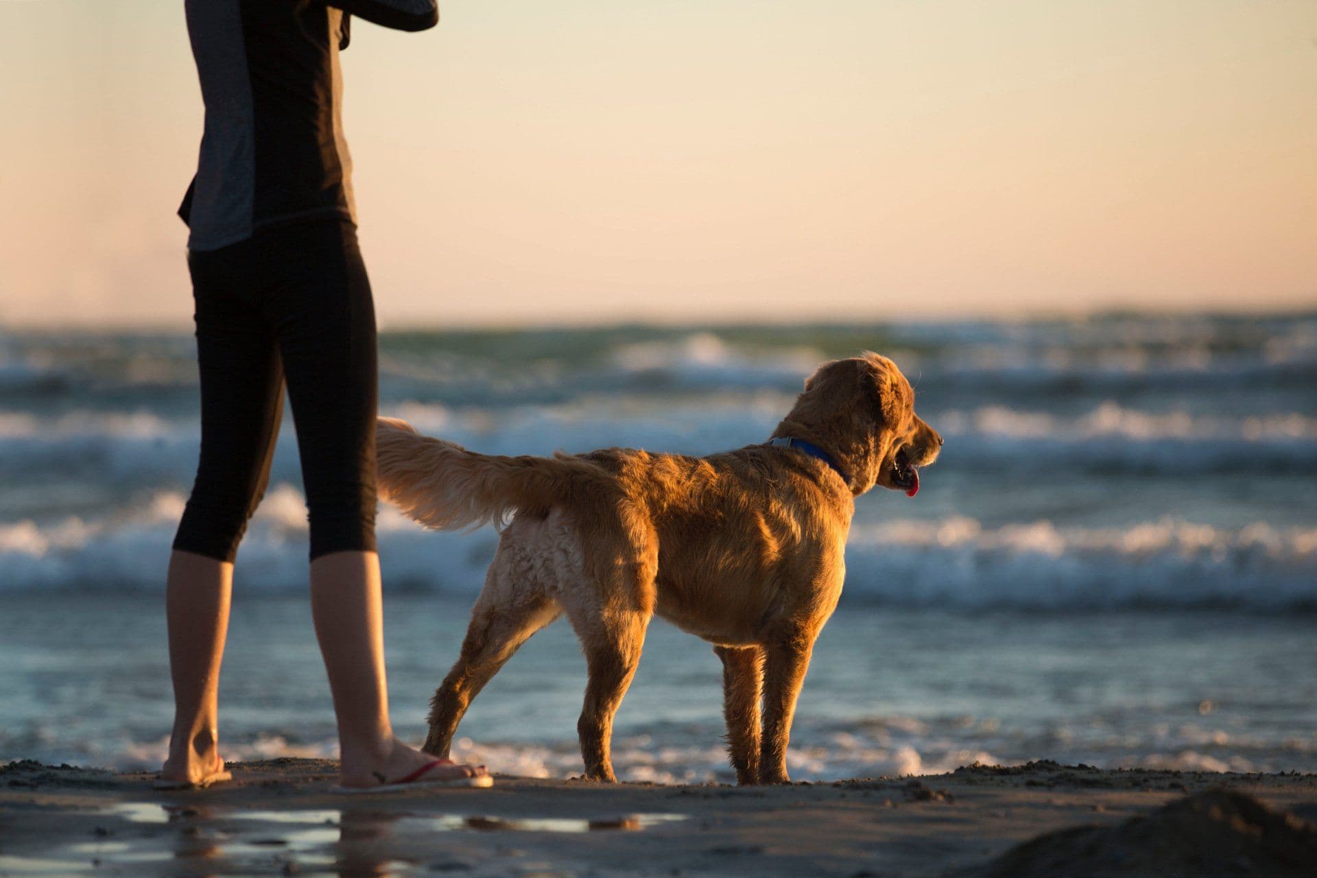 Les 5 Signes Que Votre Chien a Besoin d'une Éducation Comportementale