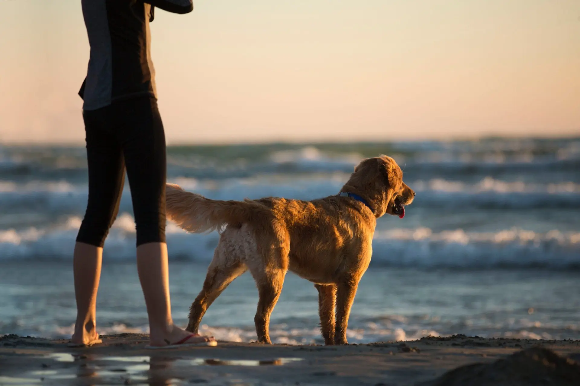 Les 5 Signes Que Votre Chien a Besoin d'une Éducation Comportementale