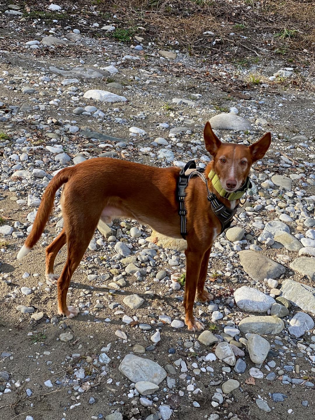 Chien en balade éducative sur un sentier