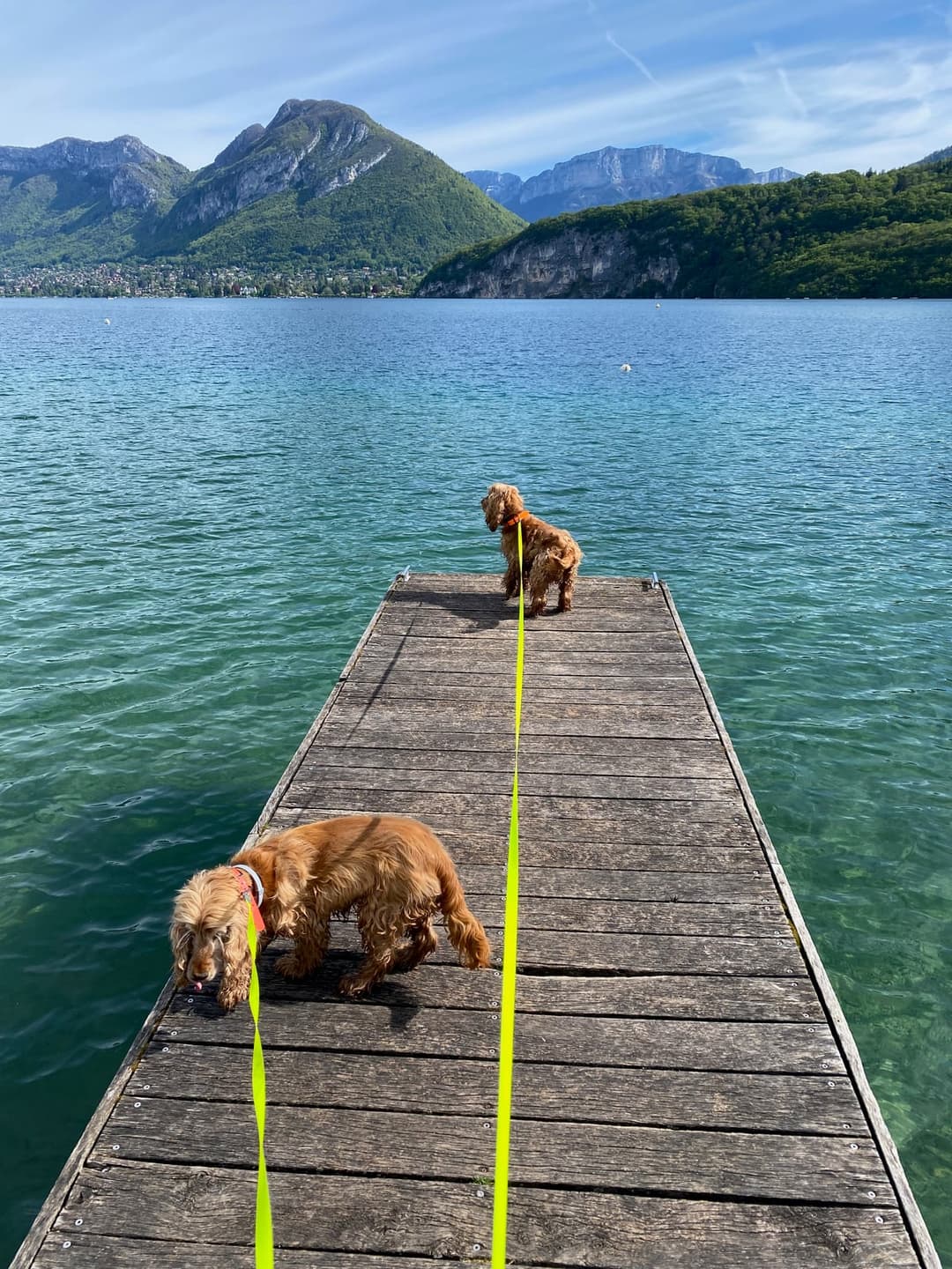 Deux chiens en balade collective au lac d'Annecy