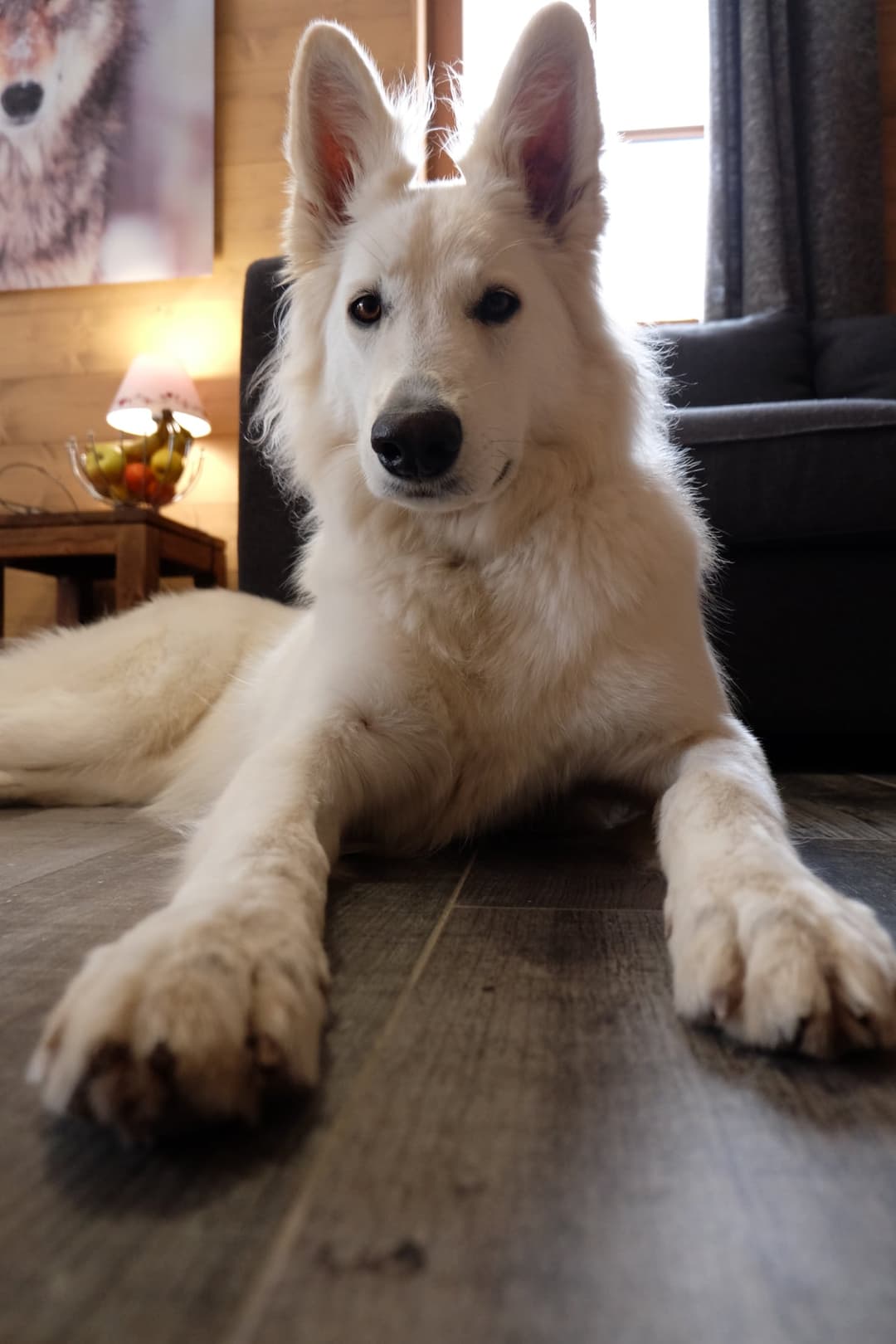 Chien blanc lors d'une consultation à domicile