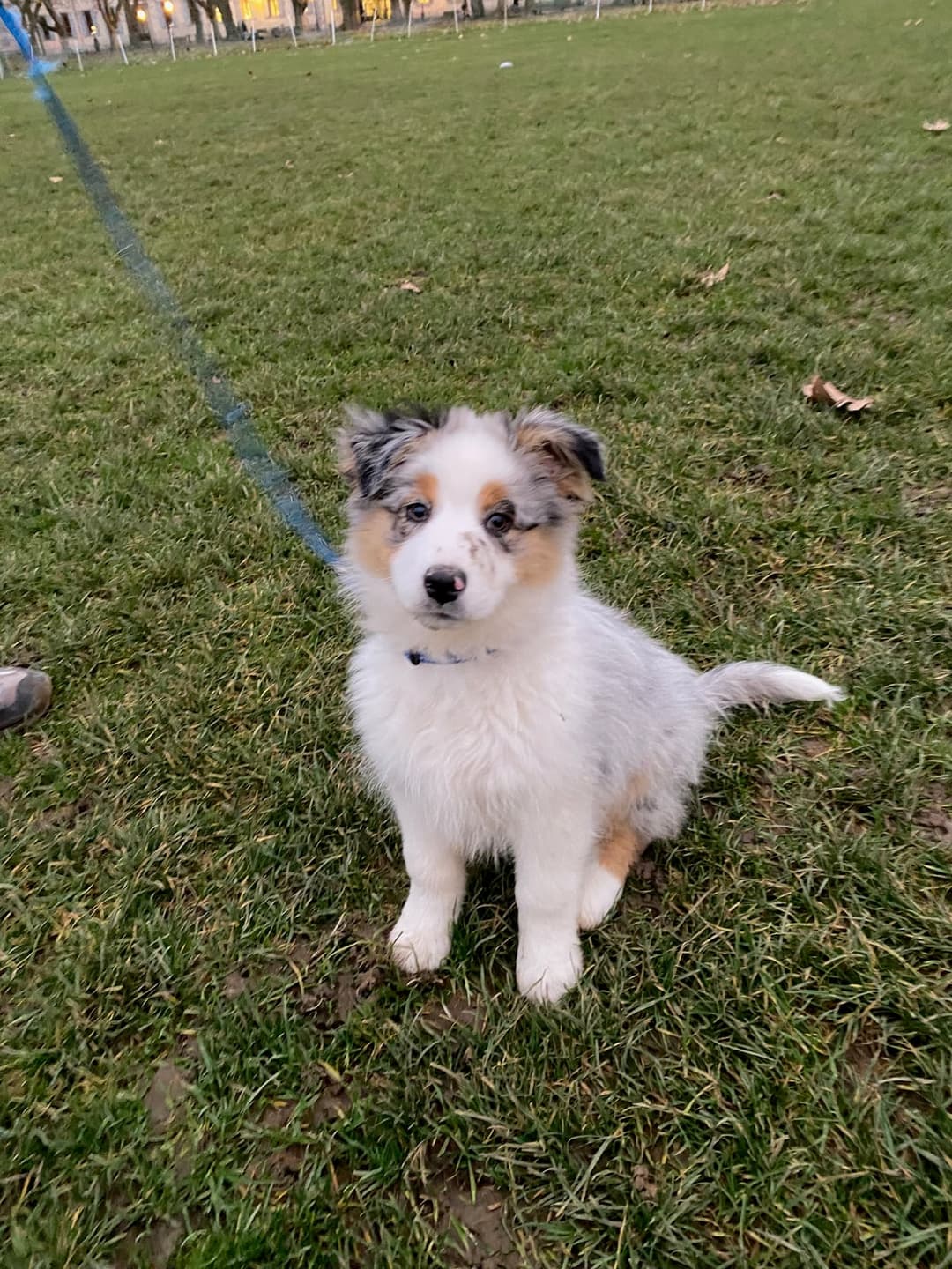Chiot en séance d'éducation canine