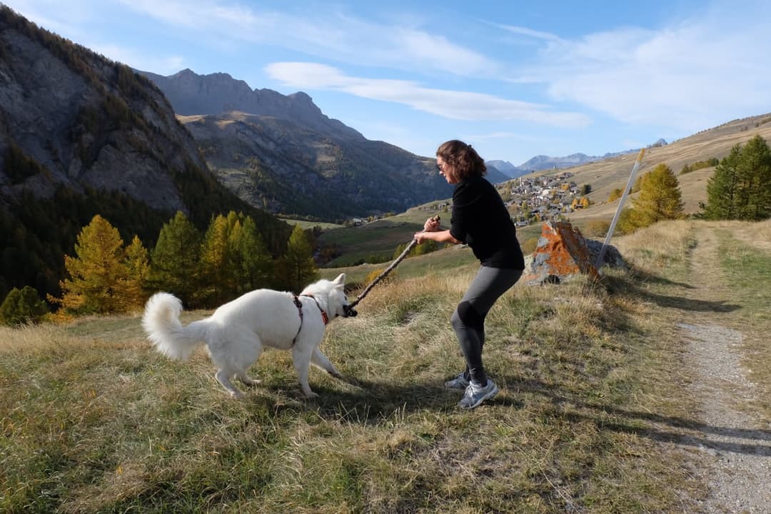 Séance d'éducation canine en extérieur