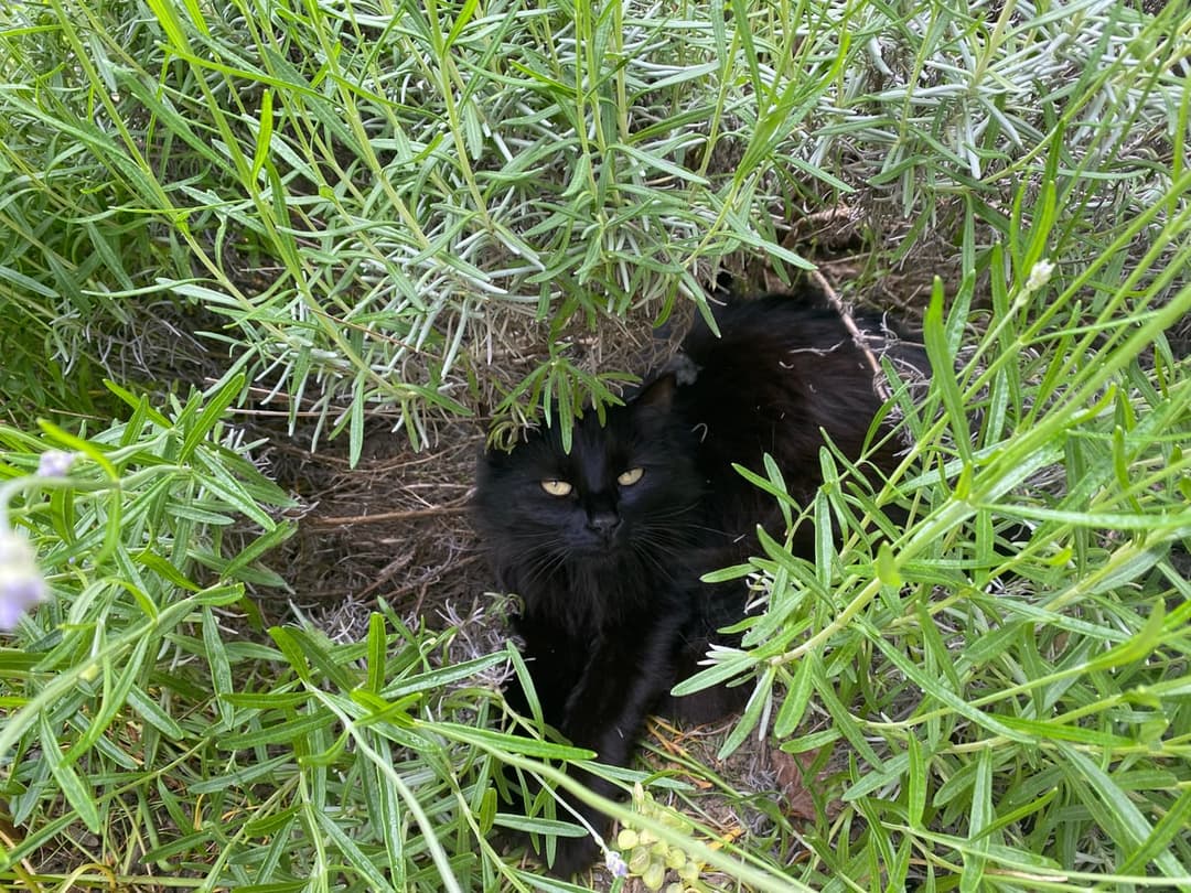 Observer et comprendre le langage du chat