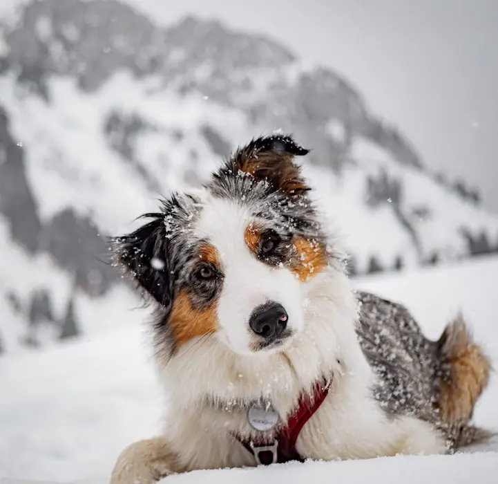 Éducation canine