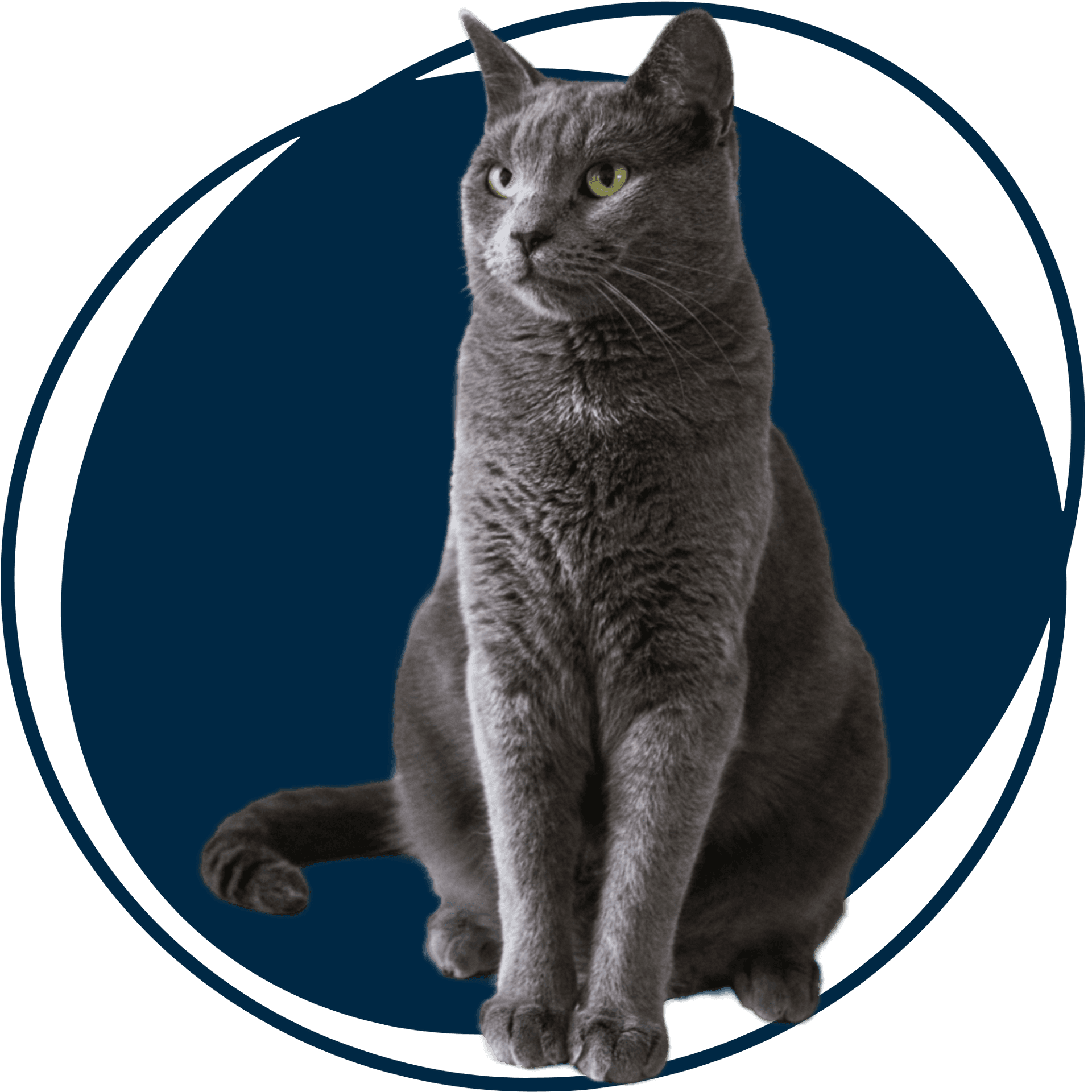Chat - Les Pattes à Modeler