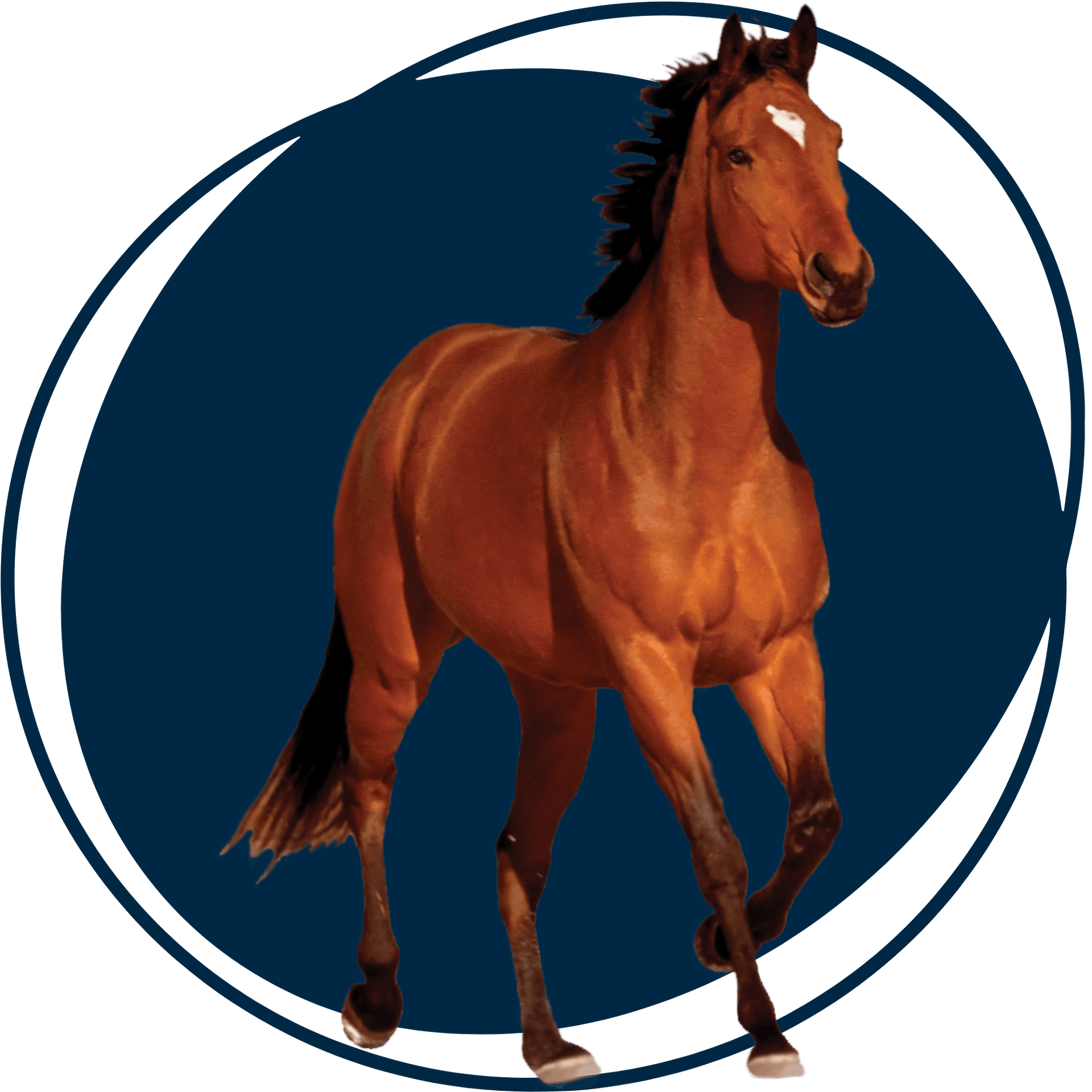 Cheval - Les Pattes à Modeler