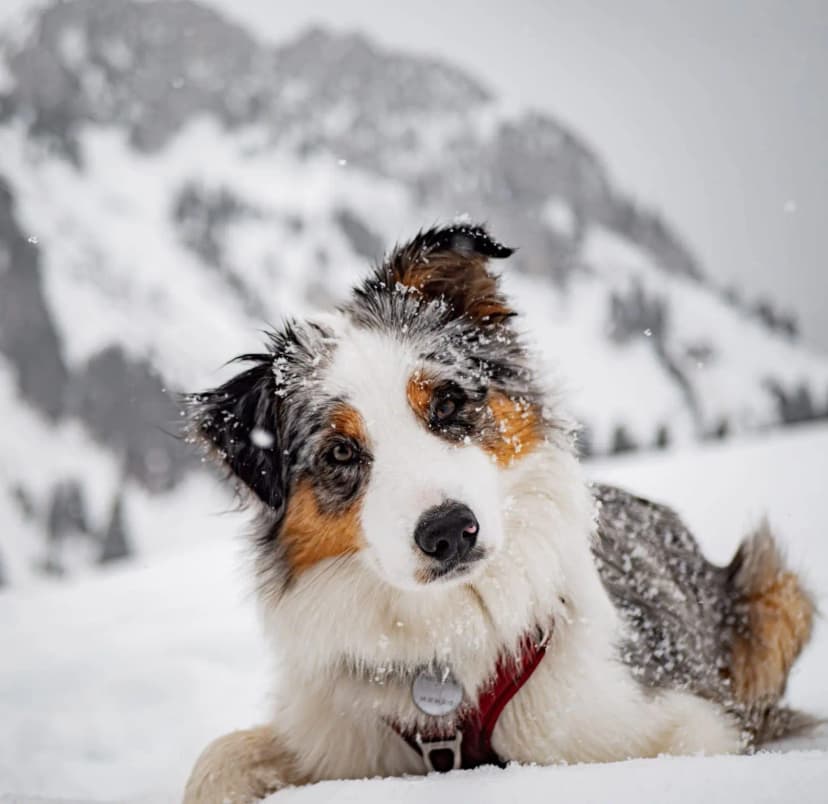 Éducation canine