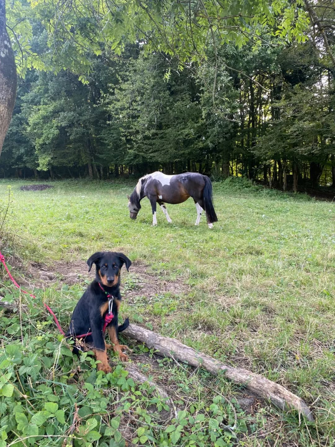 Chiot et cheval - s'adapter à un nouvel environnement