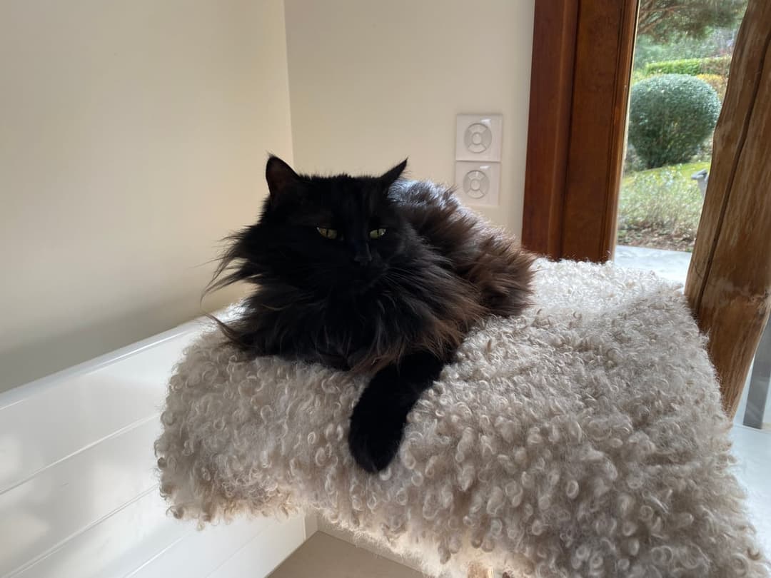 Chat accueilli avec douceur à domicile