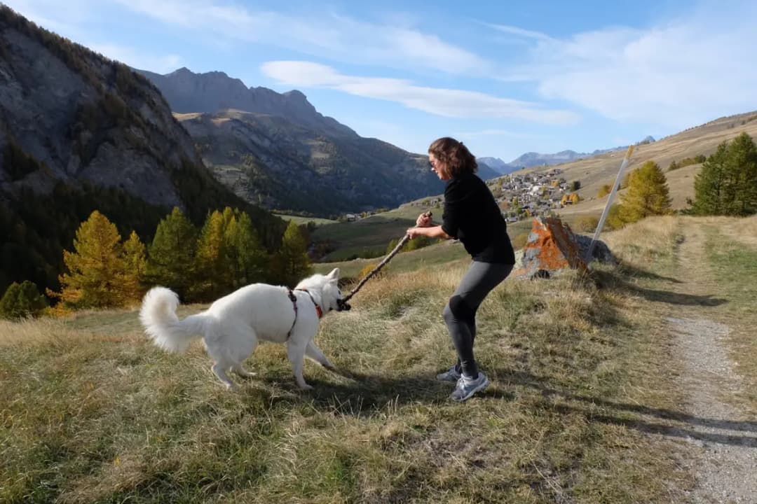Séance d'éducation canine en extérieur