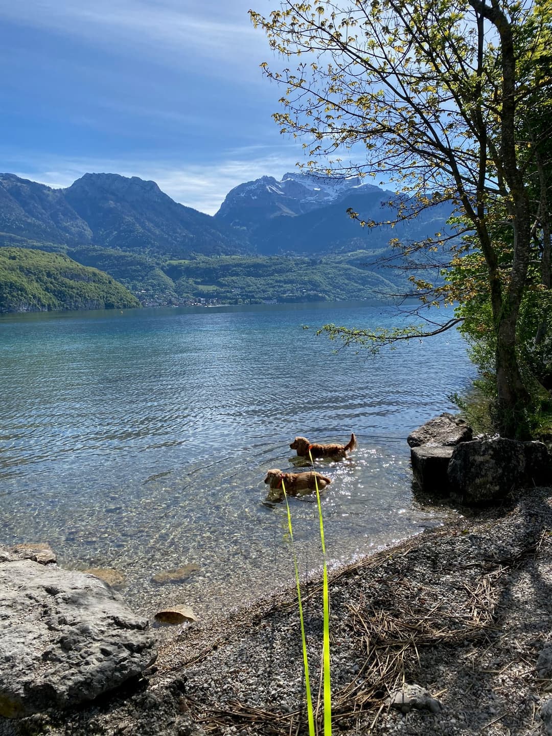 Balade canine au lac d'Annecy