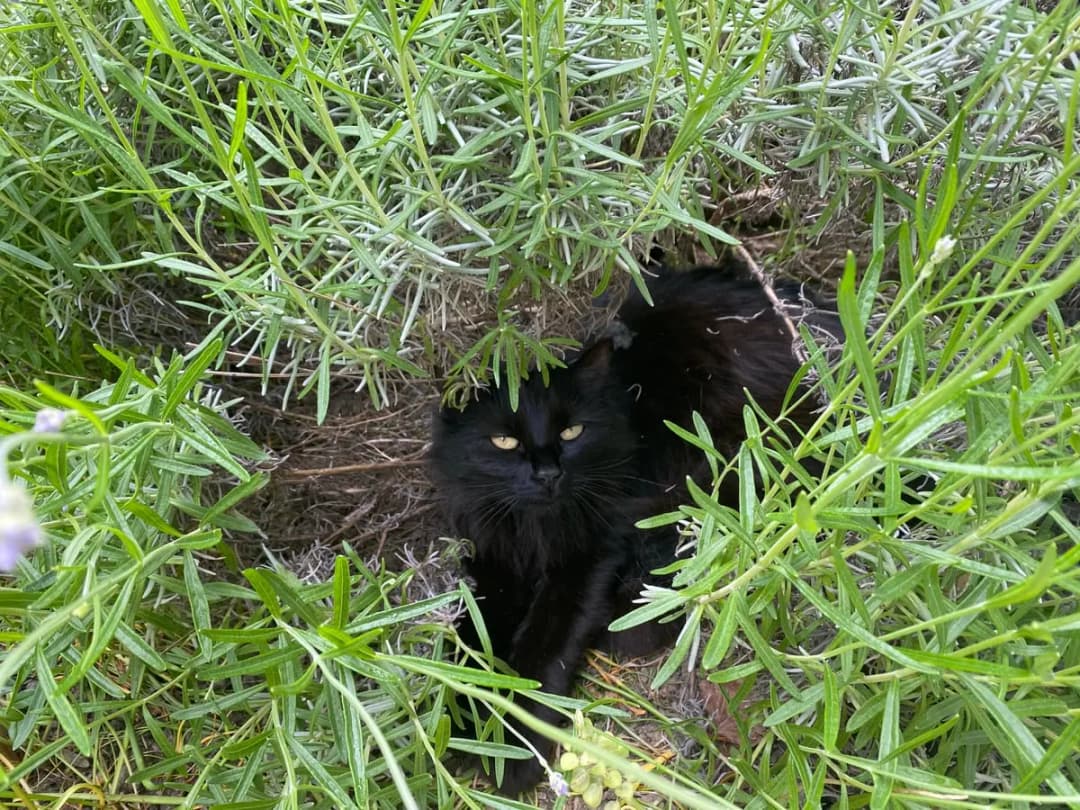 Chat découvrant son nouvel environnement