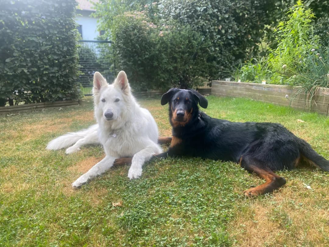 Deux chiens - comprendre leurs interactions et leurs signaux