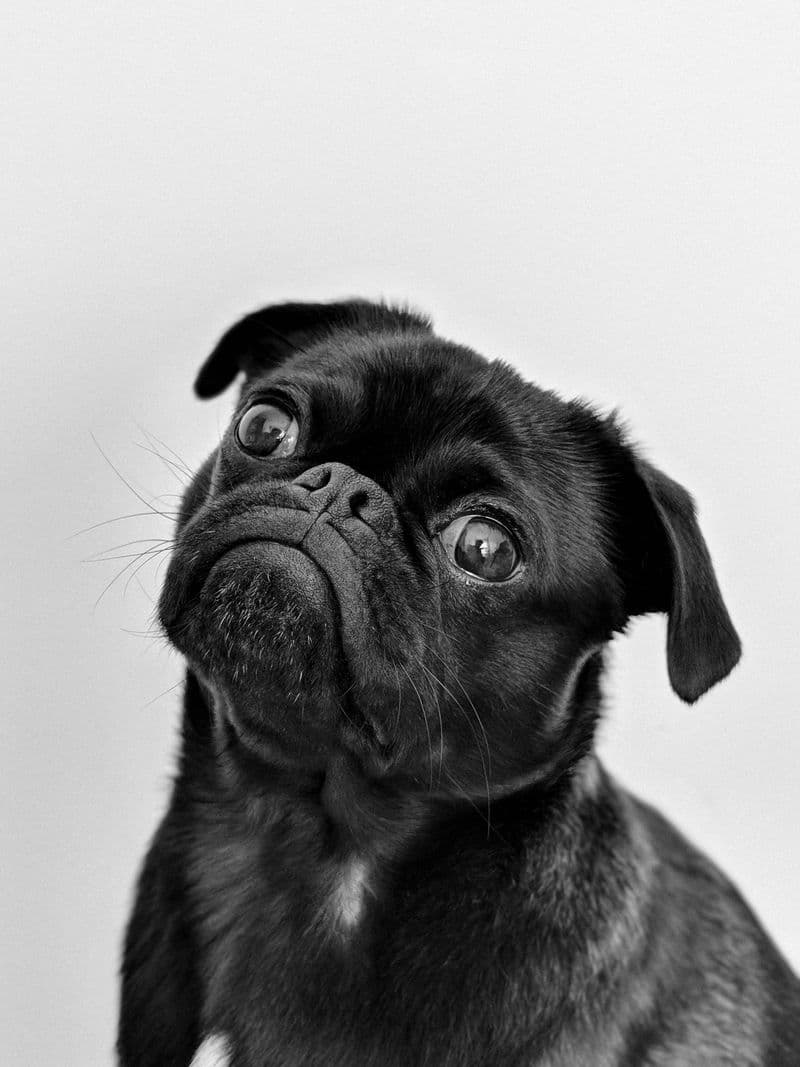 Chien (carlin) en relation de confiance avec son humain