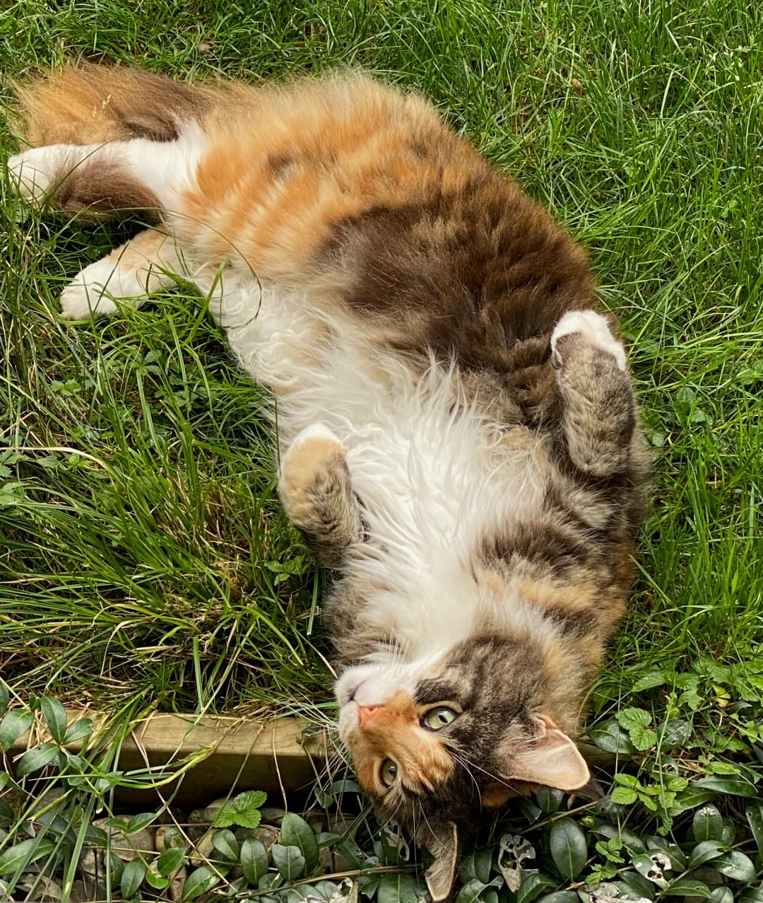 Chat (type Maine Coon) en relation de confiance avec son humain