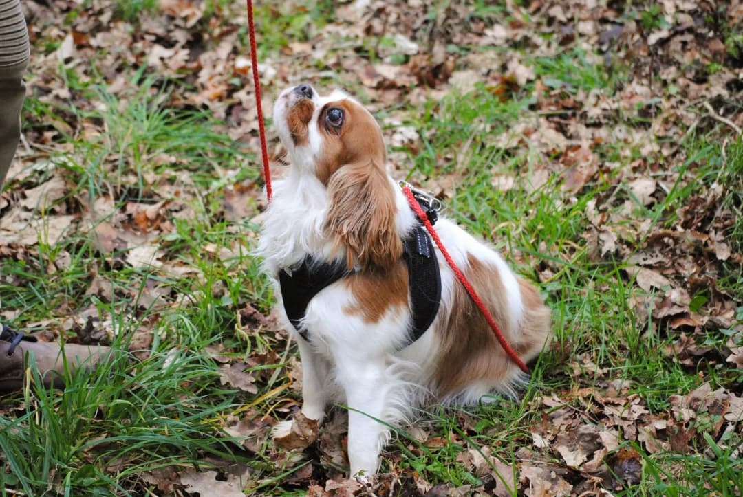 Chiot en séance d'éducation canine
