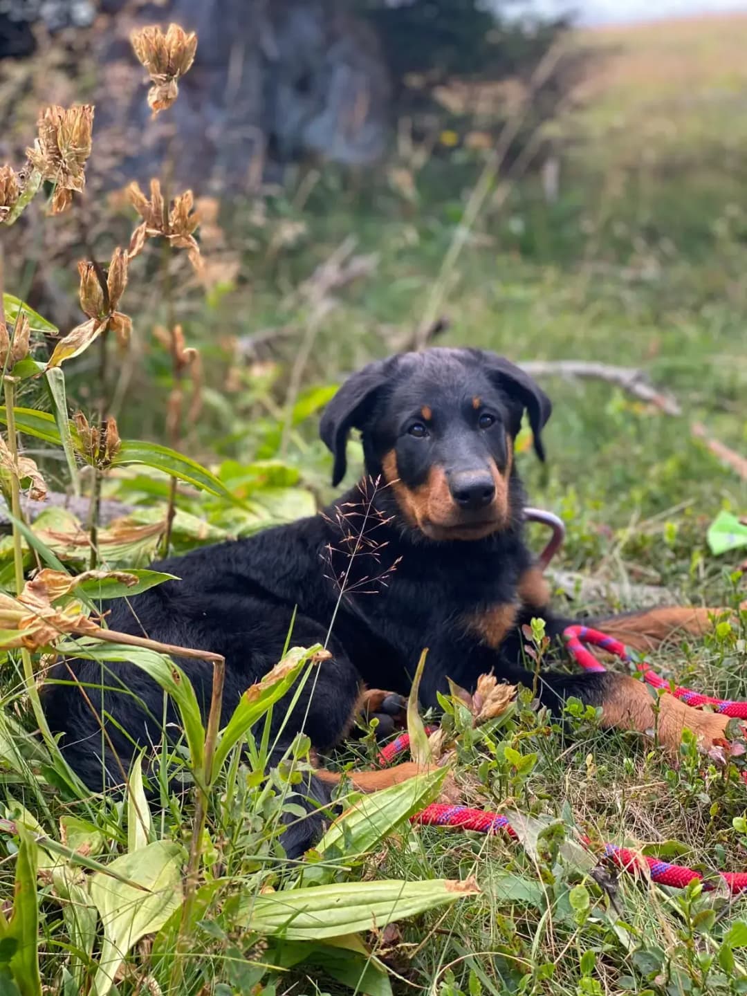Chiot beauceron découvrant son nouvel environnement