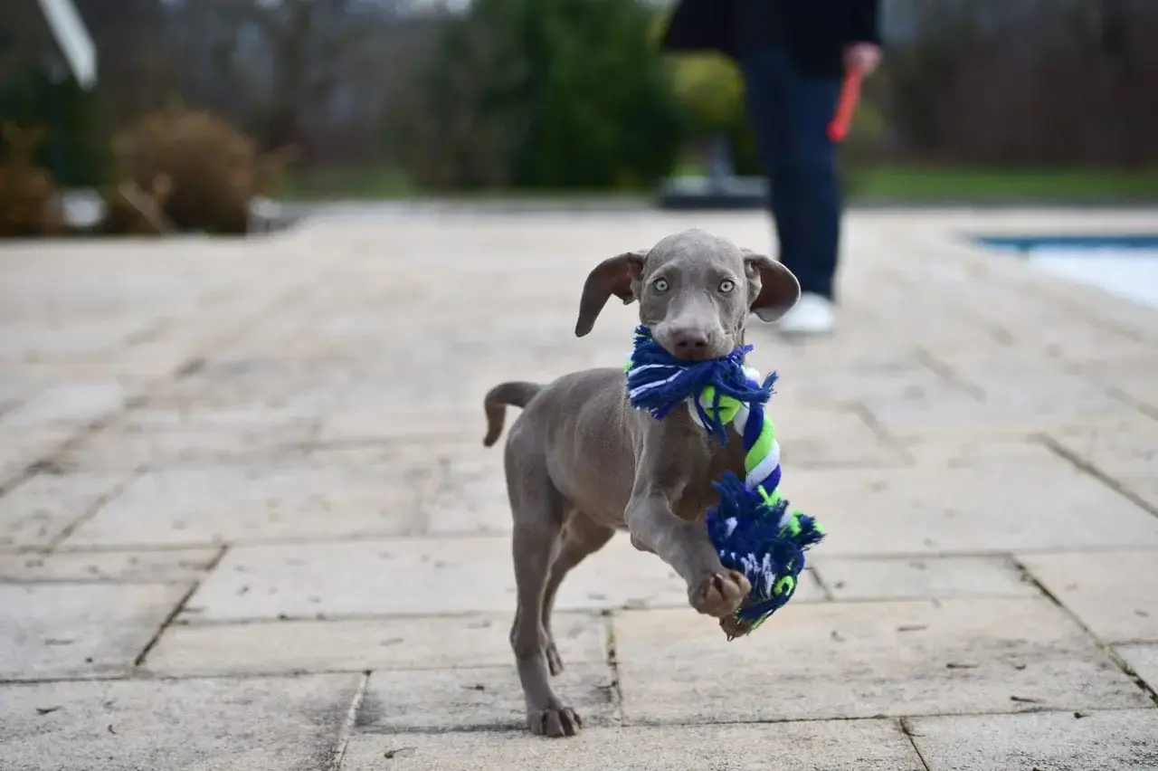 Chiot en jeu lors de l'accueil dans un nouveau foyer