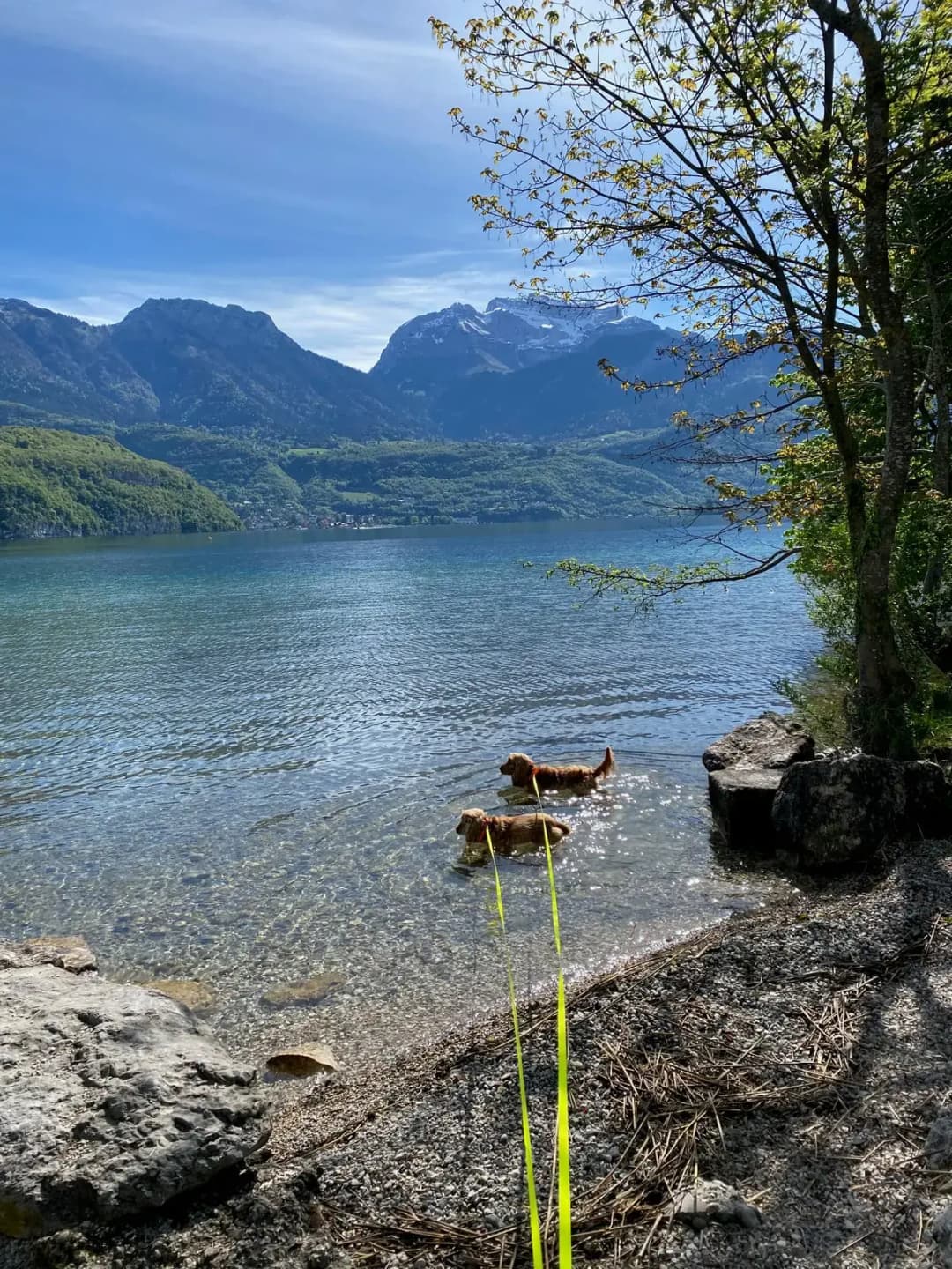 Balade canine au lac d'Annecy