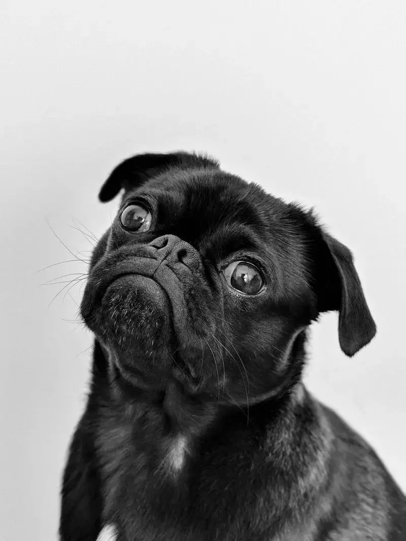 Chien (carlin) en relation de confiance avec son humain