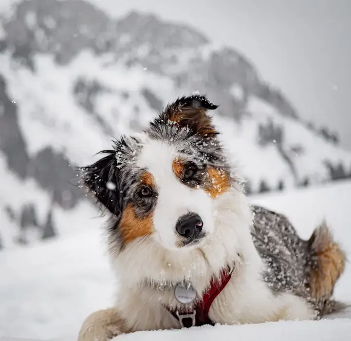 Éducation canine